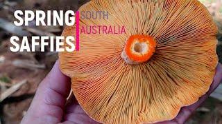 Foraging: Picking pine mushrooms (Saffron Milk Caps) in Spring - South Australia 2021