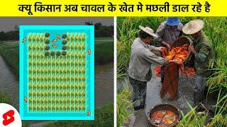 खेती करने का नया तरीका - RICE FISH FARMING | #shorts #curio