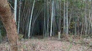 ‍️ Exploring a Hidden Bamboo Grove in Japan - Walking in Japan