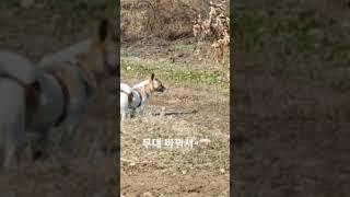 #빌리진 #문워크 #마이클잭슨 #절세미견 #댄싱퀸