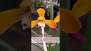 주금화 지인  #산채꾼 #난초