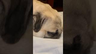#youtubeshorts #pugsofinstagram #puglife #pug #cute #shortvideo #shorts #pets #short #funny #dog