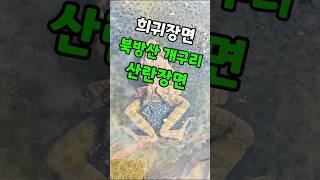 북방산 개구리 산란장면 희귀장면