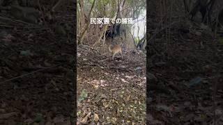 民家裏で捕獲された鹿 #くくり罠 #有害鳥獣駆除 #animals #ジビエ