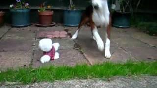 Poppy meets her first battery-powered West Highland White Terrier, and is suitably confused