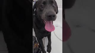 Waschtag !! #dog  #funny #funnydogs #streamer #letsplay #fortnite
