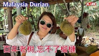 Malaysia Durian 原住民在大芭(森林 )种植的百年老树,忘不了榴槤,Wasabi(芥末)榴槤,苦王榴槤,你有听过这些品种吗?每个品种让你吃了忘不了