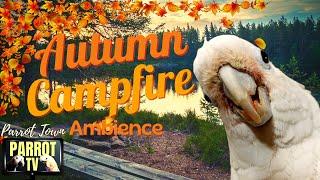 Autumn Campfire Sounds | 2+Hrs Cozy Calm Fall Season Nature Ambience | Parrot TV for Your Bird Room