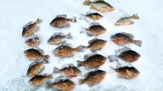 ICE FISHING BLUEGILL & CRAPPIE | BACKCOUNTRY LAKE