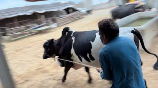 Nasar Bhai Ka Challenge Bhari Parh Gaya  Pory Farm Myn Dorhyn Lag Gae | AR Maani