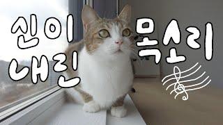 역시…곤란한가요? 고양이에게 『삐약』소리를 들으면?