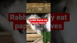 Rabbit eats papaya leaves #shorts