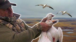 A WATERFOWL DREAM Hunt - Snow Goose Hunting in Saskatchewan