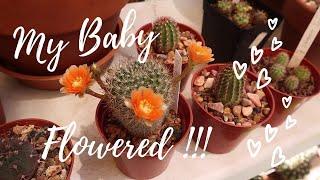 My 1st Seed-Grown Cactus to FLOWER! | Cactus Seedling | Cactus Caffeine