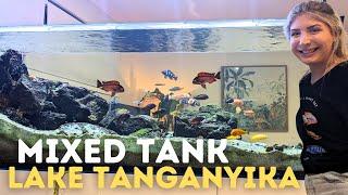 African Cichlid Aquarium Stocking - Lake Tanganyika!