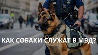 Как служат собаки в МВД?