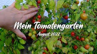 Mein Tomatengarten - Sortenempfehlungen & Probleme 2022, Freiland- , Gewächshaus- & Balkontomaten