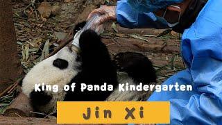 【Panda Diary】Season 2 Episode 12 King Of The Panda Kindergarten | iPanda