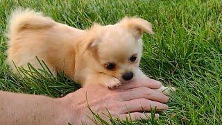 Seven Week Old Cute Puppy Chihuahua Mila Playing in the Grass