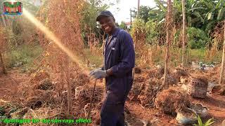 Yam Harvest from recycled Organic 'Waste' Basket|| We did it!