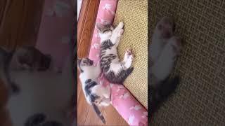 Cuteness Overload: The Best Cute Kitten Video for Your Dreamy Moments of Love and Devotion #shorts