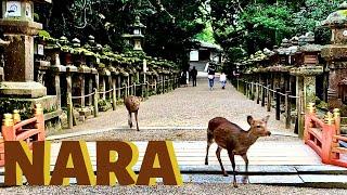 NARA,  Day trip from KYOTO or OSAKA / Nara Deer Park, Todaiji, Kasuga Shrine / Japan Travel Vlog