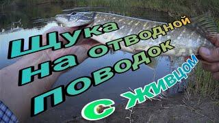 Щука на отводной поводок с живцом в сентябре. Так я ещё не ловил  г Актобе р Илек 2022г