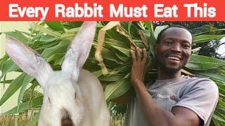 every rabbit farmer must know this amazing grass