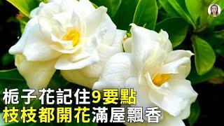 梔子花這樣養，先長大花苞，枝枝開滿花|花花世界