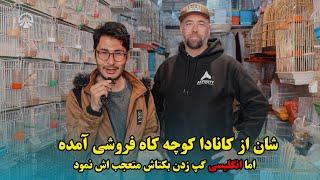 شان از کانادا کوچه کاه فروشی آمده| اما انگلیسی گپ زدن بکتاش متعجب اش نمود