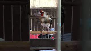Beautiful goldfinch male