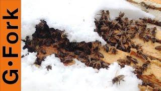Sugarcake Feeding - Beginner Beekeeping 101- GardenFork