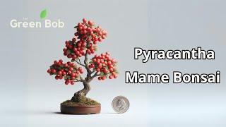 Transforming a Pyracantha into a Tiny Mame Bonsai