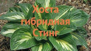 Хоста гибридная Стинг (hosta hybrid sting)  хоста Стинг обзор: как сажать саженцы хосты Стинг