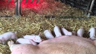 Rare breed piglets born at Sacrewell