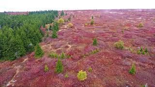 Dolly Sods in the Fall, by drone