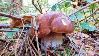 В лісі сухо а гриби ростуть. #boletus #mushroom #porcini #гриби #грибы #fungi #wildmushrooms