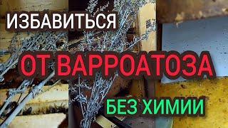 Народное средство от варроатоза пчел. Результат.