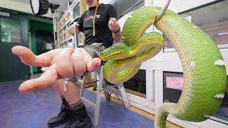 Snake Won't Stop Trying Biting Us and her teeth are HUGE! Caging SetUps.