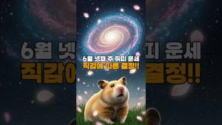 [골목점집 운세]  쥐띠 주간운세｜별이 길을 비춥니다! #띠별운세  #오늘의운세  #월간운세  #주간운세