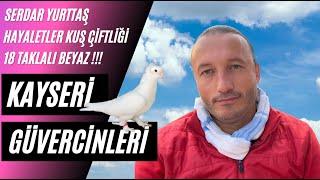 Taklacı Güvercin Sohbeti Serdar Yurttaş 4 (Hayalet Güvercin Çiftliği)