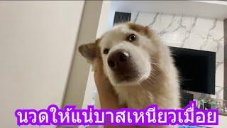 นวดให้แน่บาสเหนียวเมื่อย | ข้าวเหนียว ขี้กระโปกหมา