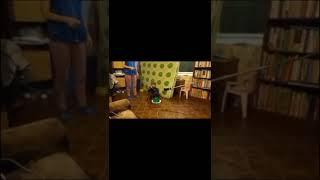 Пищевая агрессия у собаки. Результаты обучения в Школе Антуана Наджаряна #воспитаниесобак #кинология