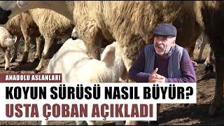 Koyun Sürüsü Nasıl Büyütülür? Yılların Koyuncusu Açıkladı | Anadolu Aslanları