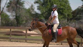 Training Rescue Horses at Colorado Horse Rescue