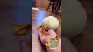 This Parrot’s Moves Will Make You LOL!  #funny #pets #birds #parrot