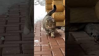 Котик дивный.. #barsik #cat #catlover #cutecats #catvideos