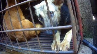 We're working to end the dog and cat meat trade in Viet Nam