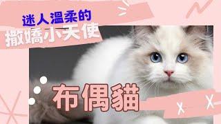 迷人溫柔的撒嬌小天使#布偶貓#Ragdoll#2023新片#貓咪大學#卡卡喵#Cat(Kitten)#Cat breeds#貓糧Cat food#Cat bed#貓玩具#Cat toys#可愛貓#