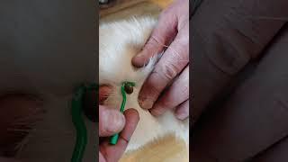 Клещ-мутант впился в кота #клещ #клещи #коты